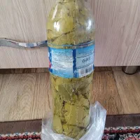 برگ مو