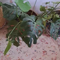 گلهای اپارتمانی|گل و گیاه طبیعی|یزد, |دیوار