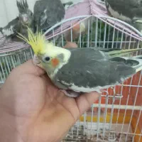 عروس هلندی|پرنده|دابودشت, |دیوار