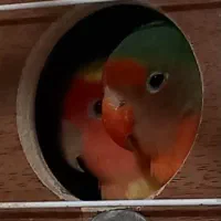 طوطی برزیلی