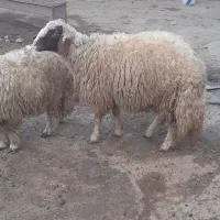 بره قوچ سنجابی