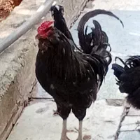 مرغ و خروس گلین ریشوچهل تاج