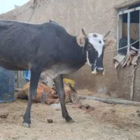 گاو محلی شادگان|حیوانات مزرعه|شادگان, |دیوار