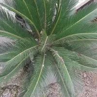 سیکاس بزرگ وکوچک|گل و گیاه طبیعی|رشت, حومه رشت|دیوار