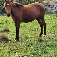 فروش مادیان ارام وخاموش|اسب و تجهیزات اسب‌سواری|لاهیجان, بازکیاگوراب|دیوار