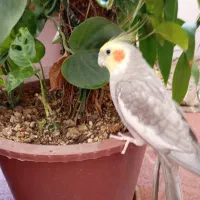 عروس هلندی|پرنده|اصفهان, کوجان|دیوار