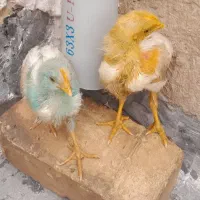 دو عدد جوجه رنگی دو ماه