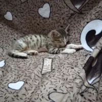 واگذاری بچه گربه|گربه|اردبیل, |دیوار