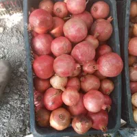 انار  درجه یک رباب ،  سیدان فاروق|خوردنی و آشامیدنی|شیراز, اکبر آباد|دیوار