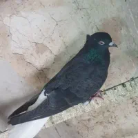 چنتا پرنده