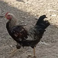 فروش|حیوانات مزرعه|اصفهان, شیخ طوسی|دیوار