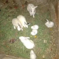 خرگوش خانگی کوچیک