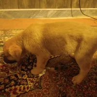 واگذاری توله ژرمن میکس گرگاس|سگ|هشتگرد, هیو|دیوار