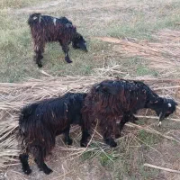 کهره نر چاق