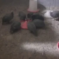 مرغ شاخدار|پرنده|مود, |دیوار