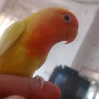 فروش برزیلی فول دسی بامزه|پرنده|داراب, |دیوار