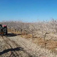 هرس و پیوند پسته و میوه