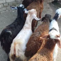 بره بزغاله قیمت حراج پول اتیاجم