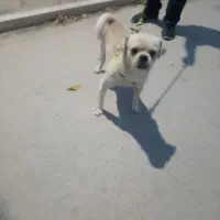 سگ نژاد پلدار