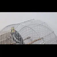 گمشده|حیوانات|کلارآباد, |دیوار