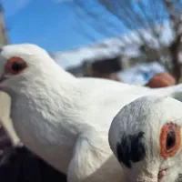 لوتی قرمزگوز|پرنده|بستان آباد, |دیوار