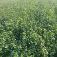 علوفه یونجه