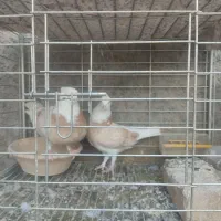 نروماده شازده|پرنده|اردکان, |دیوار