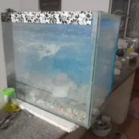 آکواریوم  باسنگ