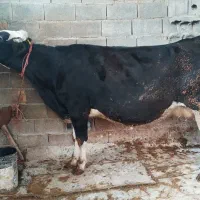 گاو|حیوانات مزرعه|آق قلا, |دیوار