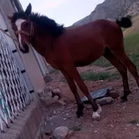 کوره اسب نریان جوان
