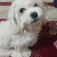 سگ نژاد دار پا کوتاه