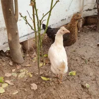 دو عدد مرغ ، قفس و پرچین