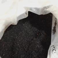 سبز محلی رنگ