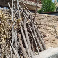 مقداری چوب گردو بفروش میرسد
