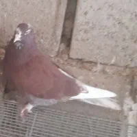 کبوتر|پرنده|قشم, |دیوار