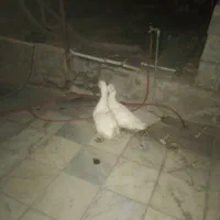 اردک