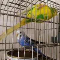 مرغ عشق مولد ،سینه سرخ سهره|پرنده|قزوین, |دیوار