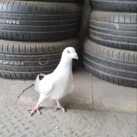 کبوتر|پرنده|مشهد, آبکوه|دیوار