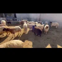 فروش بره قصابی