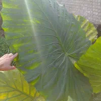 گیاه بابا آدم|گل و گیاه طبیعی|اسالم, |دیوار