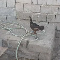 ماده مرغ