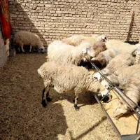 میش بره|حیوانات مزرعه|یزد, |دیوار