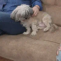 سگ حمایتی گم شده|حیوانات|کرج, گلستان|دیوار