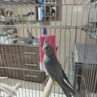 عروس هلندی|پرنده|صدرا-فارس, فاز ۱|دیوار