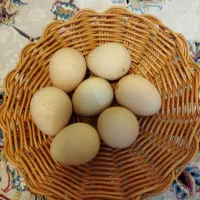 تخم مرغ شاخدار نطفه دار
