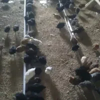 جوجه گلپایگانی