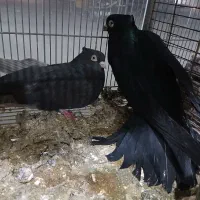 کبوتر رنگی|پرنده|شهریار, شهرک بهاران (ویره)|دیوار