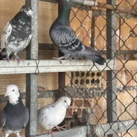 کبوتر گرفتنی|پرنده|مینودشت, |دیوار