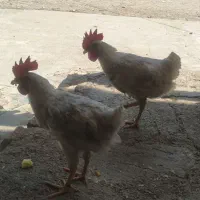 فروش خروس محلی