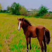 مادیان با کره|حیوانات مزرعه|خرمآباد (تنکابن), |دیوار